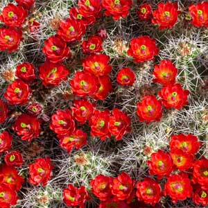 Red Cactus Flowers Gardening High Country Garden Club About Us Payson, AZ