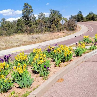 High Country Community Beautification City Gardens Irises on Granite Dells Parkway in Payson, AZ