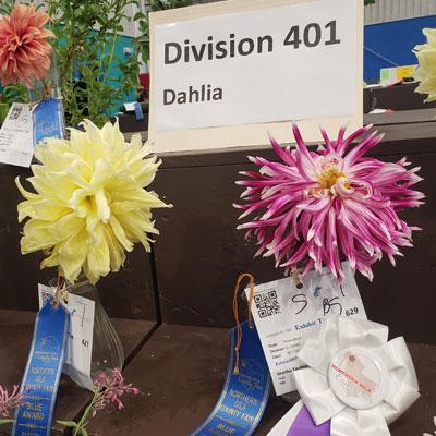 Dahlias High Country Garden Club Northern Gila County Fair Ribbons Judges Award Contact