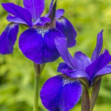 City of Payson, Arizona with High Country designated the Blue Iris as the town flower.