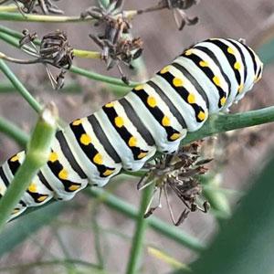 Caterpillar on Flowers High Country Garden Club Gardening Community Service Rim Country AZ