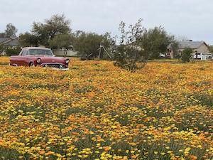 High Country Garden Club garden stories california poppies