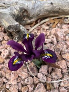 High Country Garden Club garden stories Rim Country Spring iris