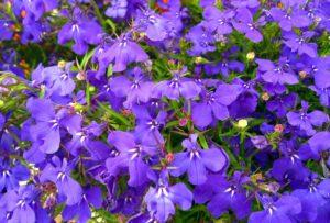 High Country Garden Club April planting lobelia spring annuals