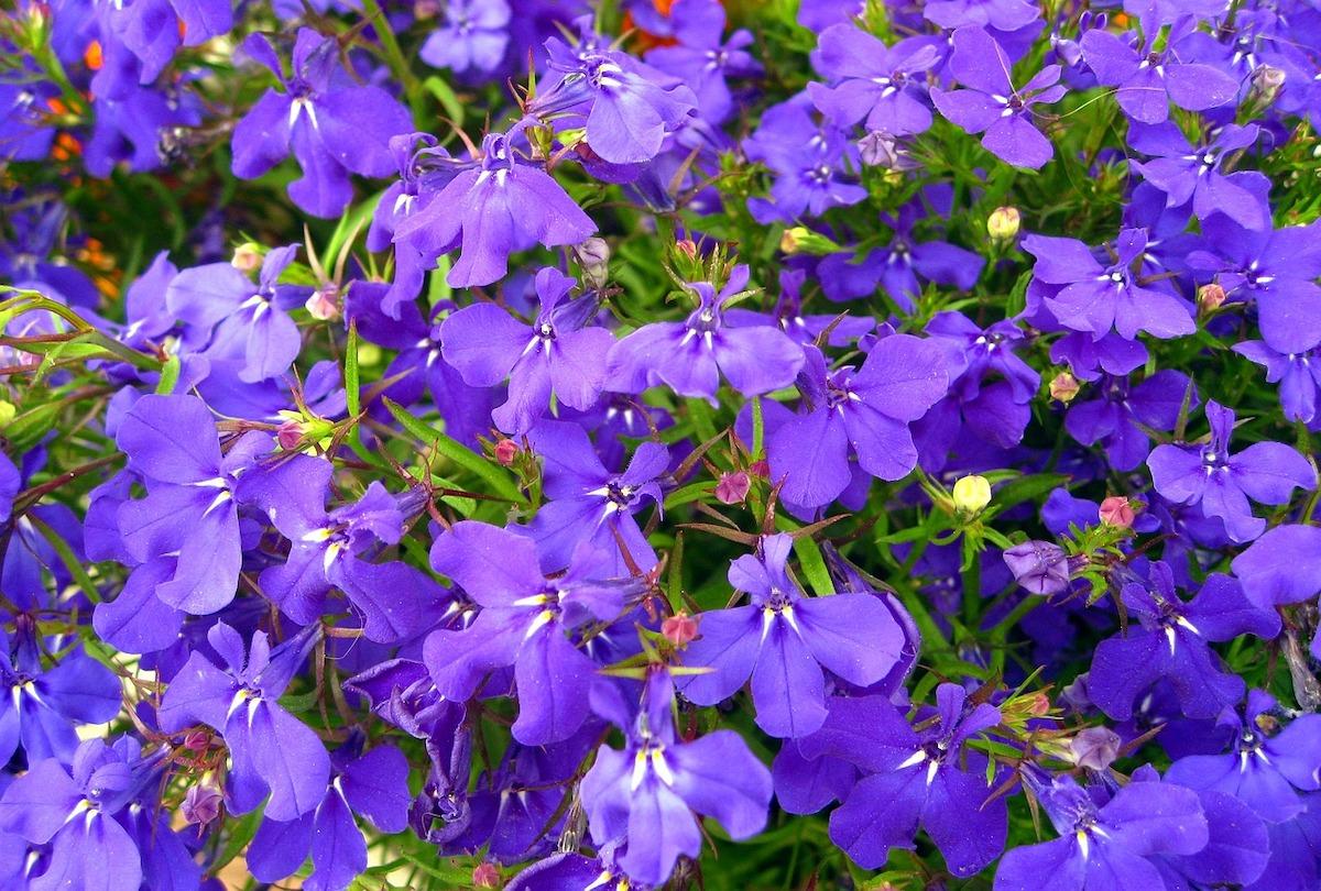 High Country Garden Club April planting lobelia spring annuals