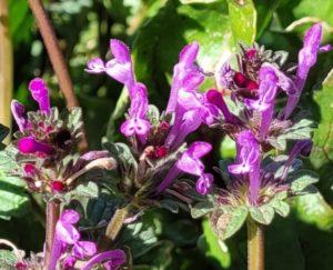 High Country Garden Club Garden stories Rim Country spring henbit