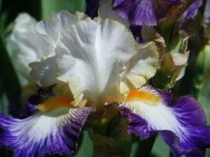 High Country Garden Club Payson, AZ garden stories bearded iris