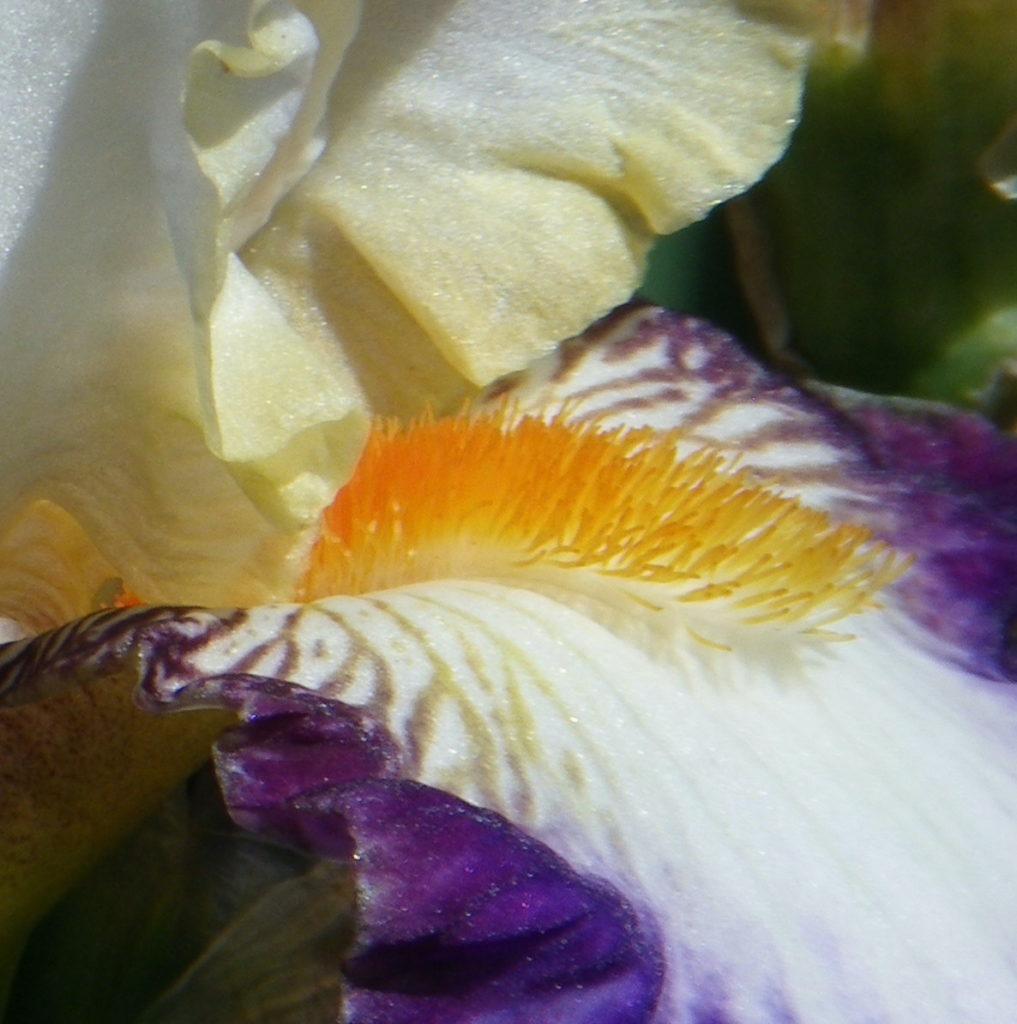 Beard on bearded iris