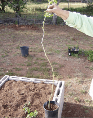 High Country Garden Club planting tomatoes blog garden stories