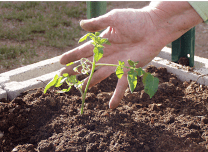 High Country Garden Club planting tomatoes blog garden stories