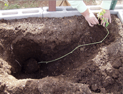 High Country Garden Club planting Tomatoes blog garden stories