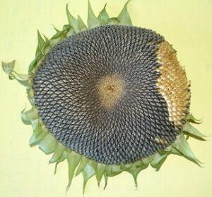 High Country Garden Club Activities Northern Gila County Fair Kids' Table sunflower seed head