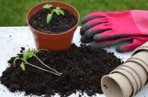 High Country Garden Club Blog Gardening Tips Planting tomatoes