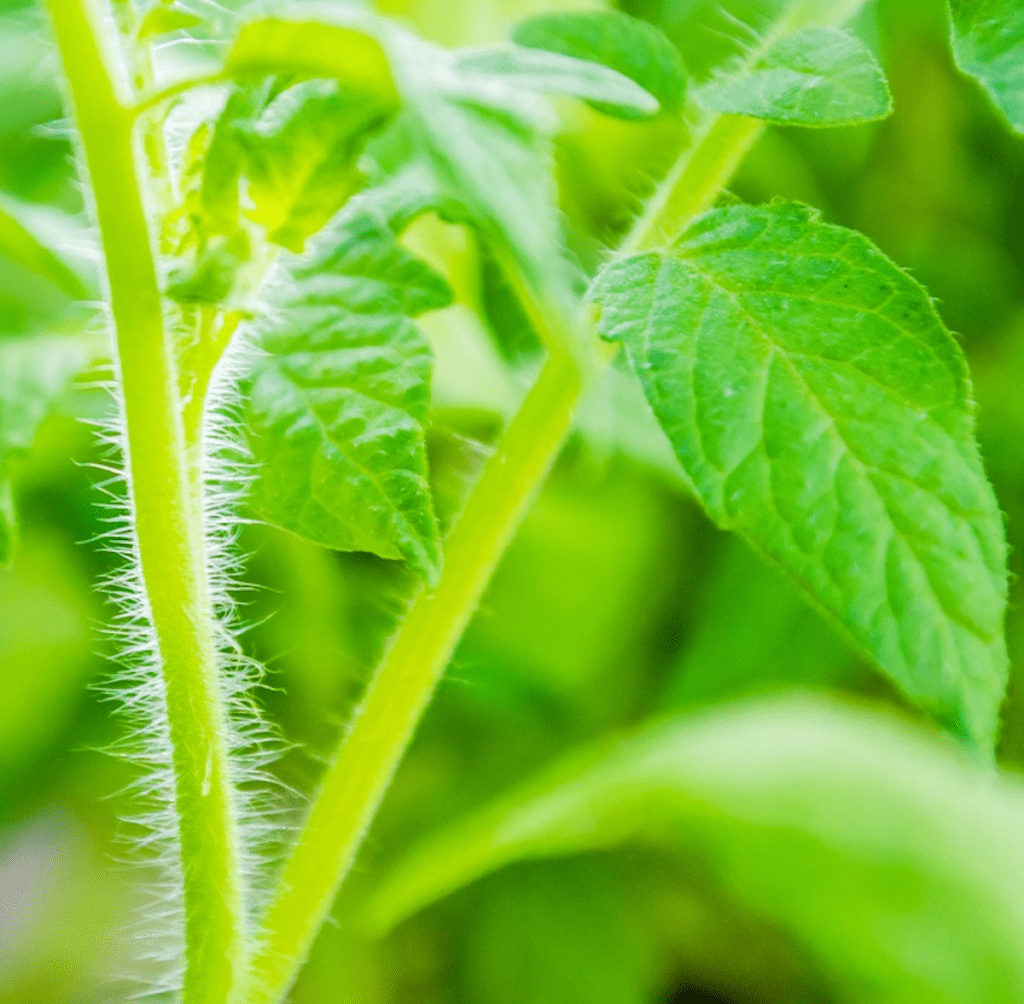 High Country Garden Club Blog Garden Tips planting tomatoes